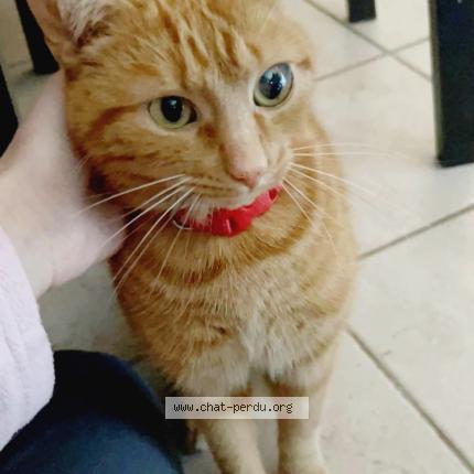 Photo 1/1 Sucre Chat lost in Montargis