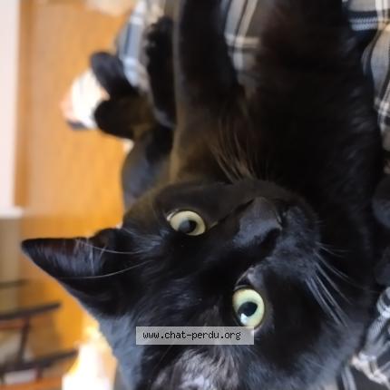 Photo 1/1 Fury Chat lost in Lancy