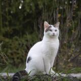 Picture of cat lost at Parcey