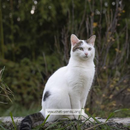 Photo 1/1 Ebi Chat lost in Parcey