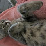 Picture of cat lost at La Creche