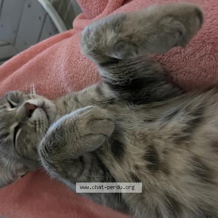 Photo 1/1 PITCHOU Chat lost in La creche