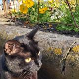 Picture of cat lost at Auch