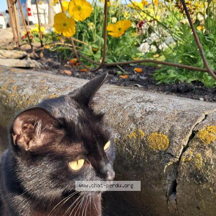 Photo 1/1 Kiki Chat lost in Auch