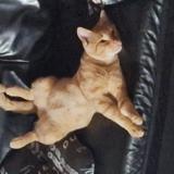 Picture of cat lost at Namur