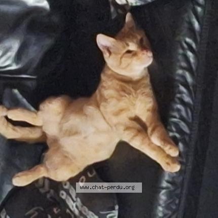 Photo 1/1 Garfield Chat lost in Namur