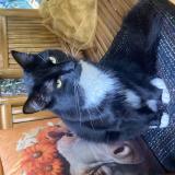 Picture of cat lost at Namur