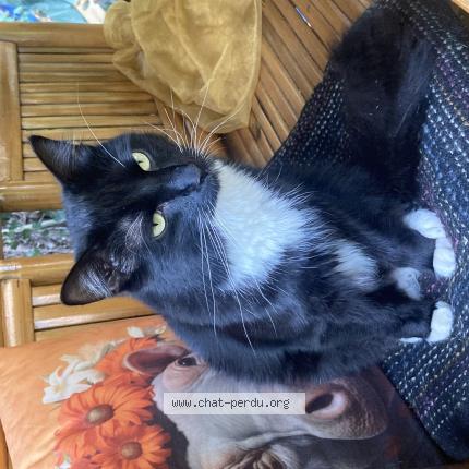 Photo 1/1 BAO Chat lost in Namur