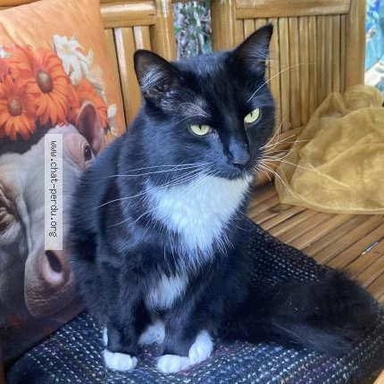 Foto 1/1 BAO Kat vermist in Namur