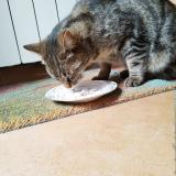 Picture of cat lost at Saint Genis De Saintonge