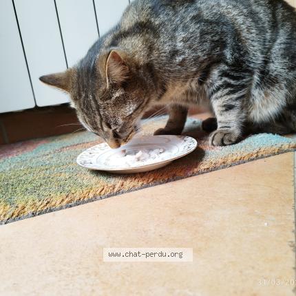 Photo 1/1 Sa'Kaaj Chat lost in Saint genis de saintonge