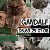 Picture of cat lost at Charenton Le Pont