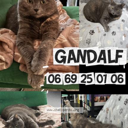 Photo 1/1 Gandalf Chat lost in Charenton le pont
