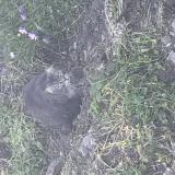 Picture of cat found at Cavalaire Sur Mer