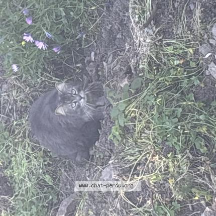 Photo 1/1 Found cat Found in Cavalaire sur mer