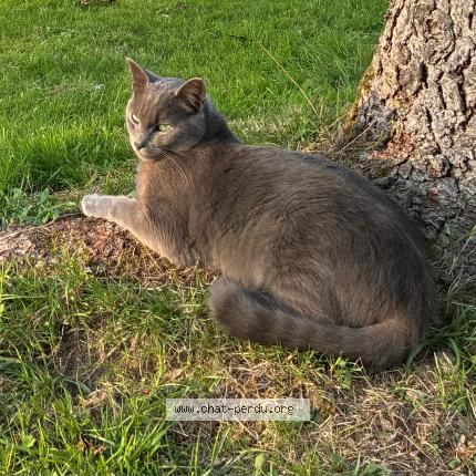 Photo 1/1 WINTER Chat lost in Vigneux de bretagne 44360