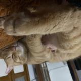 Picture of cat lost at Thuir