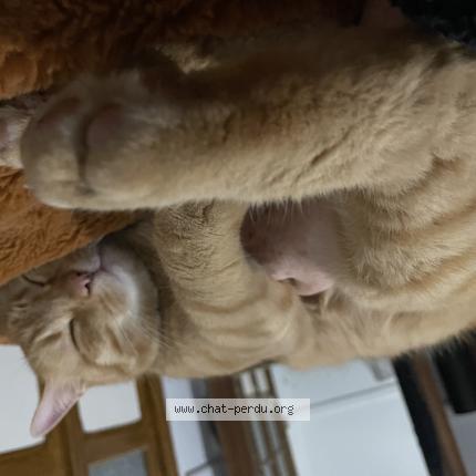 Photo 1/1 Indy Chat lost in Thuir