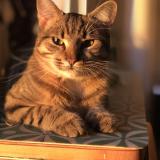 Picture of cat lost at Saint Germain Sur Ille