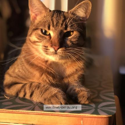 Photo 1/1 N&eacute;ko Chat lost in Saint germain sur ille