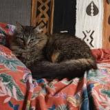 Picture of cat lost at Reuilly