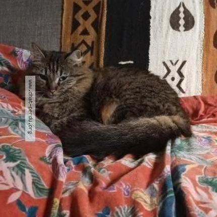 Photo 1/1 Cléo Chat lost in Reuilly