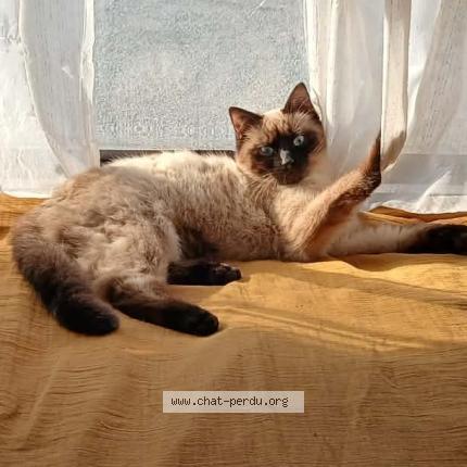 Photo 1/4 Yang Chat lost in Pougues les eaux