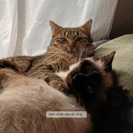 Photo 2/4 Yang Chat lost in Pougues les eaux