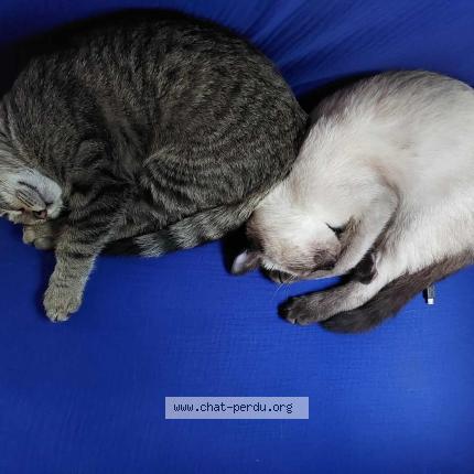 Photo 3/4 Yang Chat lost in Pougues les eaux