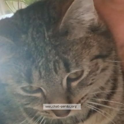 Photo 4/4 Yang Chat lost in Pougues les eaux