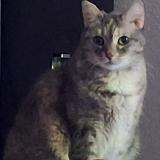 Picture of cat lost at La Garde