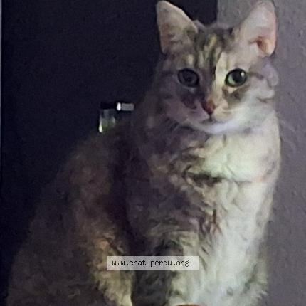 Photo 1/1 HERMINE Chat lost in La garde