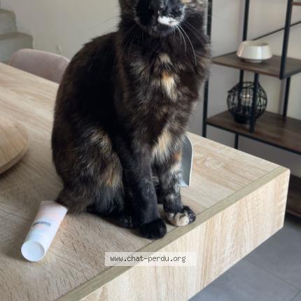 Photo 1/1 Titoune Chat lost in Cavaillon