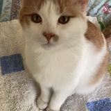 Picture of cat lost at Toulouse