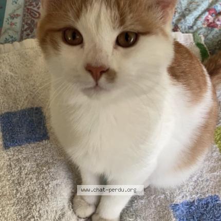 Photo 1/1 Rugby Chat lost in Toulouse