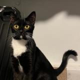 Picture of cat lost at Singapore