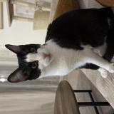 Picture of cat lost at Cornebarrieu