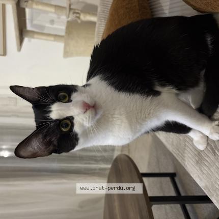 Photo 1/1 NALA ou BÉBÉ Chat lost in Cornebarrieu