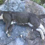 Picture of cat found at Voreppe