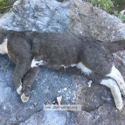 Photo 1/1 Found cat Found in Voreppe