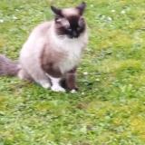 Picture of cat found at Sartrouville