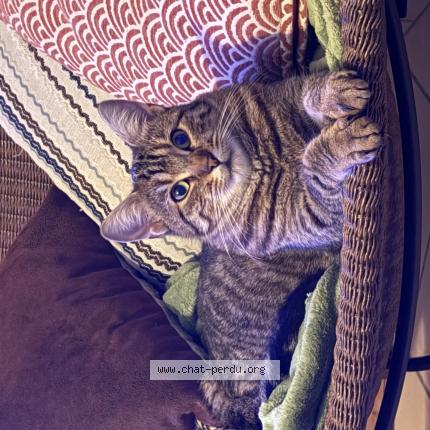 Photo 1/1 Lily Chat lost in Verton