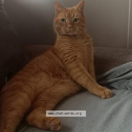 Photo 1/1 NORY Chat lost in Rouen