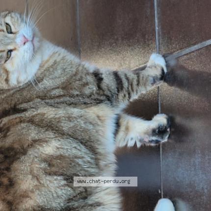 Photo 1/1 Found cat Found in Moire