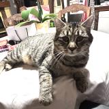 Picture of cat lost at Saleux