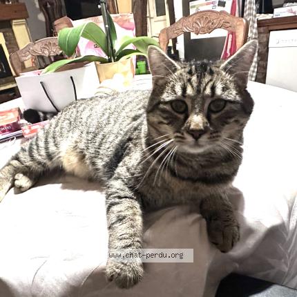 Photo 1/1 Aster Chat lost in Saleux