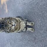 Picture of cat found at Varrains