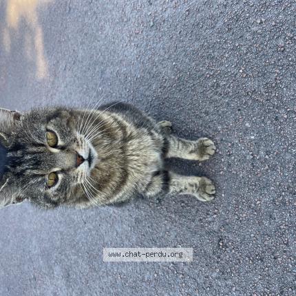 Photo 1/1 Found cat Found in Varrains