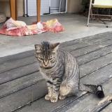 Picture of cat lost at Couzon Au Mont D Or