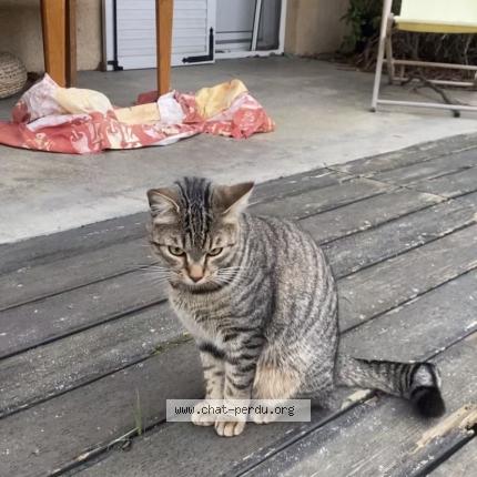 Photo 1/1 Zorro Chat lost in Couzon au mont d or